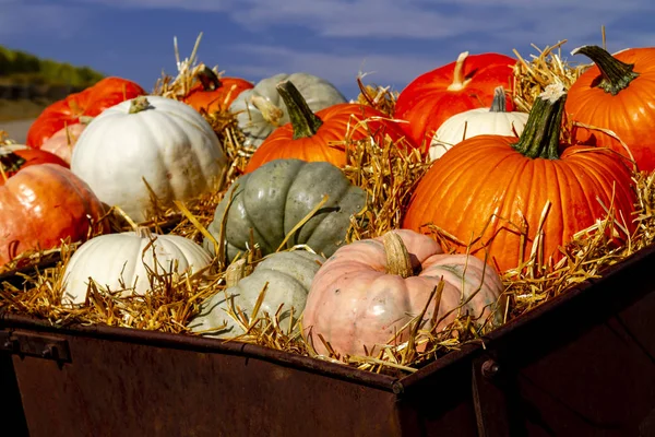 Close Old Farm Equipment Filled Straw Holding Colorful Display Pumpkins — Stock Photo, Image