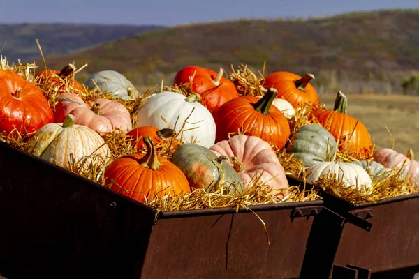 Affichage Automne Coloré Une Variété Citrouilles Assises Paille Dans Vieux — Photo