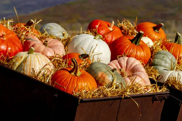 Colorful Fall Display Variety Pumpkins Sitting Straw Old Farm Equipment — Stock Photo, Image