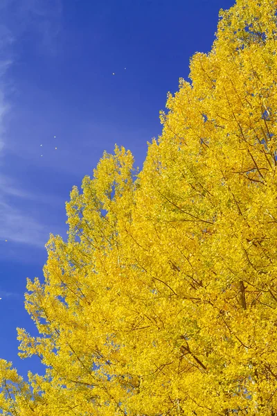 Couleur d'automne à San Juan et dans les montagnes Rocheuses du Colorado — Photo