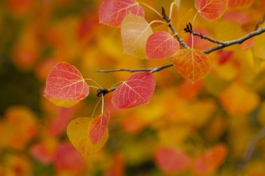 San Juan ve Colorado Rocky Dağları Sonbahar Rengi
