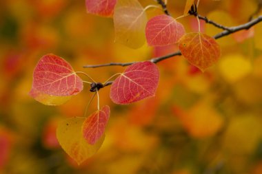 San Juan ve Colorado Rocky Dağları Sonbahar Rengi