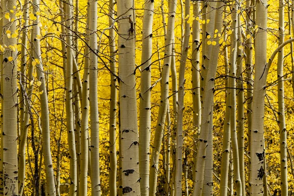 Herfstkleur in San Juan en Rocky Mountains van Colorado — Stockfoto