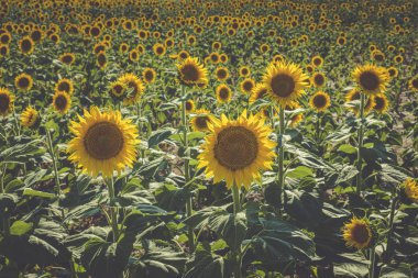 Denver Uluslararası Havaalanı yakınlarındaki Colorado Ayçiçeği tarlaları