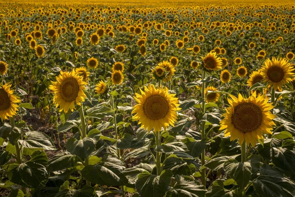 Campos de girasol en Colorado cerca del Aeropuerto Internacional de Denver —  Fotos de Stock