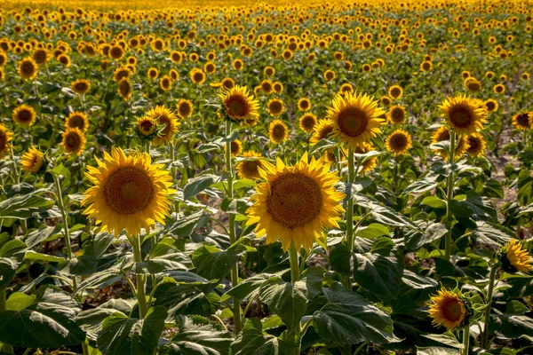 Campos de girasol en Colorado cerca del Aeropuerto Internacional de Denver — Foto de Stock