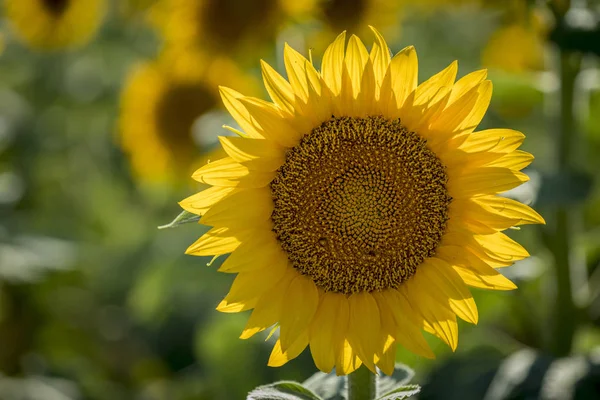 Campos de girasol en Colorado cerca del Aeropuerto Internacional de Denver — Foto de Stock