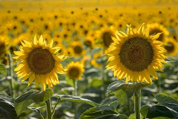 Campos de girasol en Colorado cerca del Aeropuerto Internacional de Denver — Foto de Stock