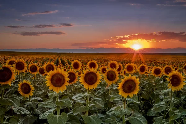 Захід сонця на полях соняшнику в Колорадо поблизу Денвер Інтернешнл — стокове фото