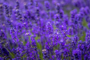 Pasifik Kuzeybatı Abd'de çiçekli lavanta tarlaları
