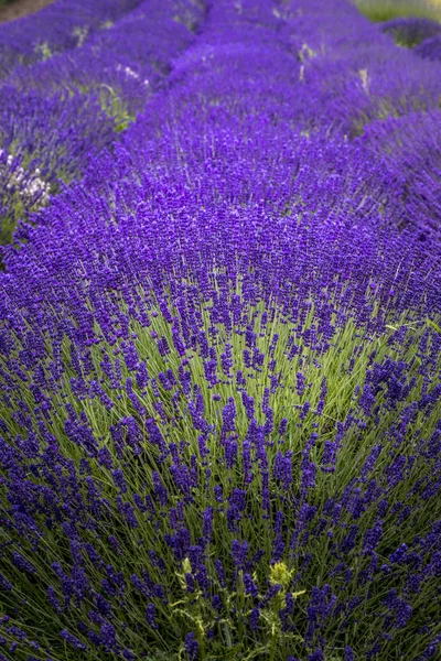 Campos de lavanda florescentes no noroeste do Pacífico EUA — Fotografia de Stock