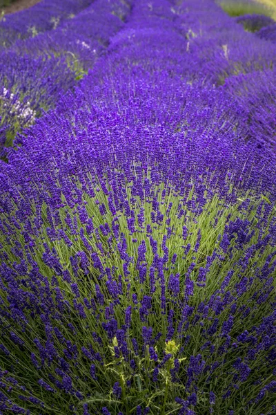 Campos de lavanda florescentes no noroeste do Pacífico EUA — Fotografia de Stock