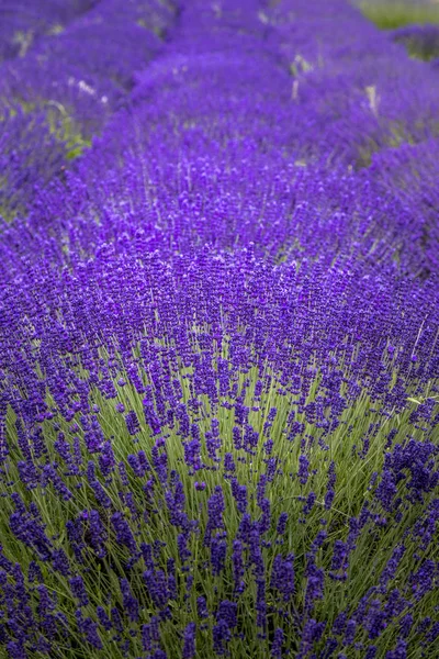 Campos de lavanda florescentes no noroeste do Pacífico EUA — Fotografia de Stock