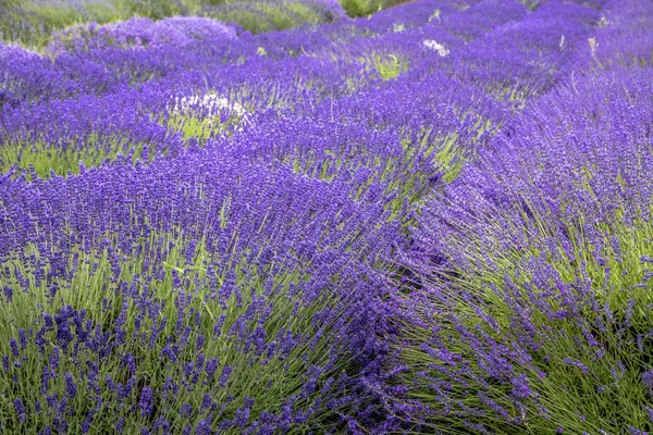 Blooming lavender fields in Pacific Northwest USA — Stock Photo, Image