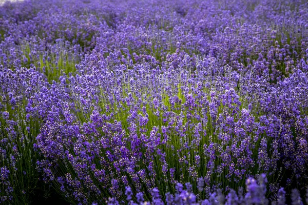 Campos de lavanda florescentes no noroeste do Pacífico EUA — Fotografia de Stock