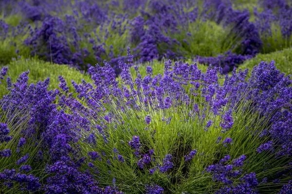 Blooming lavender fields in Pacific Northwest USA — Stock Photo, Image