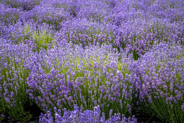 Campos de lavanda florescentes no noroeste do Pacífico EUA — Fotografia de Stock