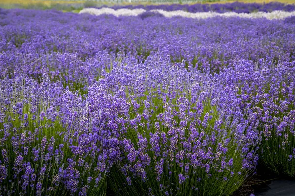 Campos de lavanda florescentes no noroeste do Pacífico EUA — Fotografia de Stock