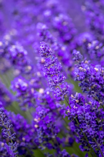 Campos de lavanda florescentes no noroeste do Pacífico EUA — Fotografia de Stock