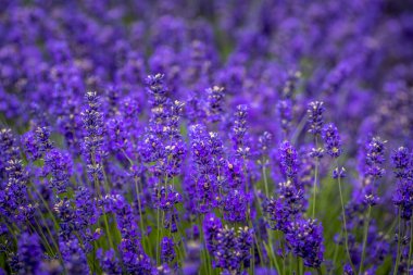 Pasifik Kuzeybatı Abd'de çiçekli lavanta tarlaları