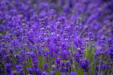 Pasifik Kuzeybatı Abd'de çiçekli lavanta tarlaları