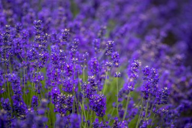 Pasifik Kuzeybatı Abd'de çiçekli lavanta tarlaları