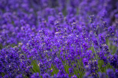 Pasifik Kuzeybatı Abd'de çiçekli lavanta tarlaları