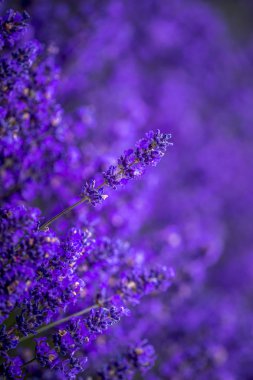 Pasifik Kuzeybatı Abd'de çiçekli lavanta tarlaları