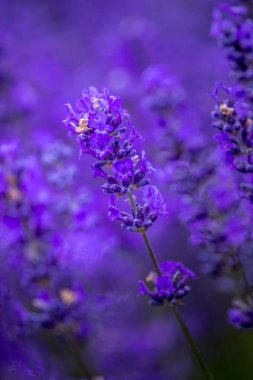Pasifik Kuzeybatı Abd'de çiçekli lavanta tarlaları