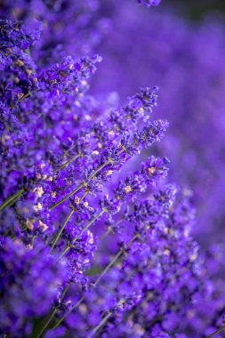 Pasifik Kuzeybatı Abd'de çiçekli lavanta tarlaları