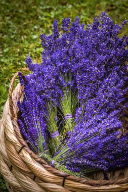 Pasifik Kuzeybatı Abd'de çiçekli lavanta tarlaları