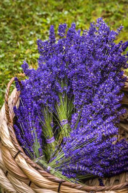 Pasifik Kuzeybatı Abd'de çiçekli lavanta tarlaları