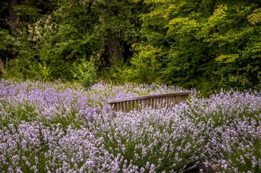 Pasifik Kuzeybatı Abd'de çiçekli lavanta tarlaları