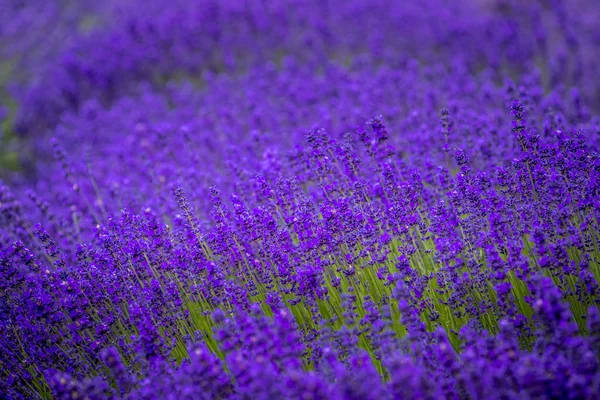 Campos de lavanda florescentes no noroeste do Pacífico EUA — Fotografia de Stock