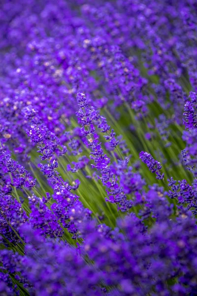 Blooming lavender fields in Pacific Northwest USA — Stock Photo, Image