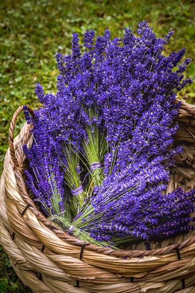 Blühende Lavendelfelder im pazifischen Nordwesten der USA — Stockfoto