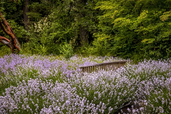 Kwitnące pola lawendy w Pacific Northwest USA — Zdjęcie stockowe