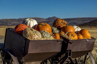 Sonbahar dekorasyon ekranında kabak çeşitliliği 