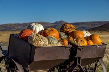 Sonbahar dekorasyon ekranında kabak çeşitliliği 