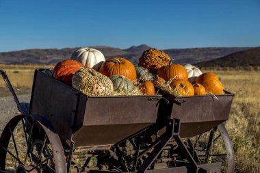 Sonbahar dekorasyon ekranında kabak çeşitliliği 