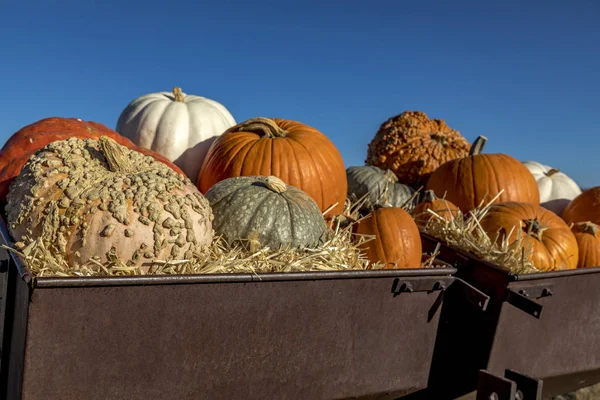 Variety of pumpkins in fall decoration display — Stock Photo, Image