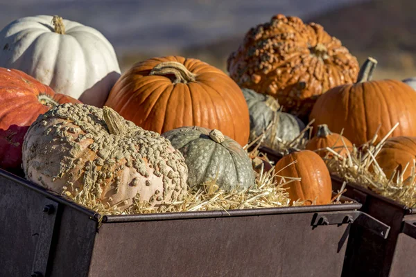 Variety of pumpkins in fall decoration display — Stock Photo, Image