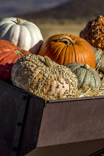 Variety of pumpkins in fall decoration display