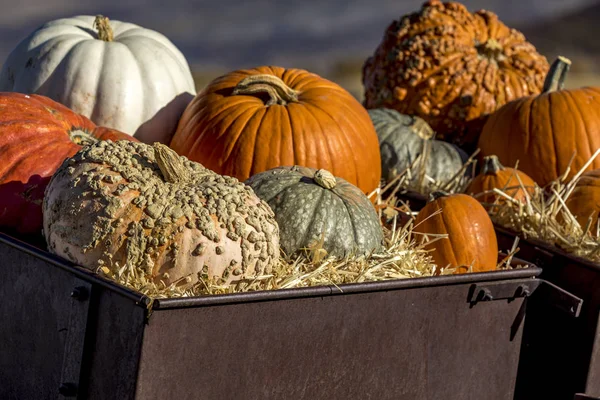 Varietà di zucche in esposizione decorazione autunno — Foto Stock