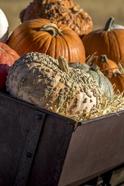 Variedade de abóboras em exibição de decoração de outono — Fotografia de Stock