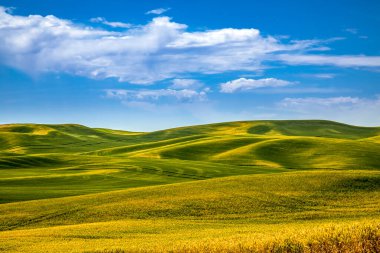 Güneşli yaz mavi gökyüzü, soluk benizli bölgede doğu Washington eyaletindeki tarla tarlalarının üzerinde beyaz kabarık bulutlar var.