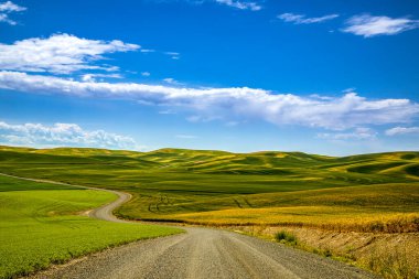 Yazın mavi gökyüzü, Washington eyaletinin doğusundaki ekin tarlalarının üzerinde, soluk benizli bölgede toprak yola çıkıyor.