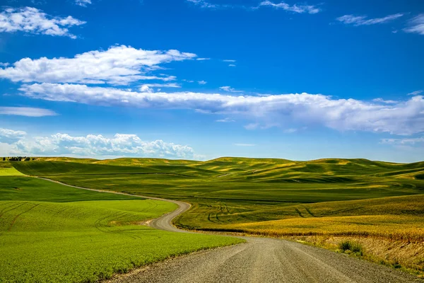 Estate Soleggiata Cieli Blu Campi Argricuture Rotolamento Nello Stato Washington — Foto Stock