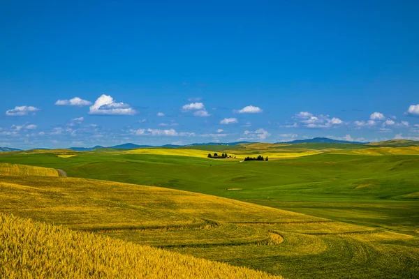 Estate Soleggiata Cieli Blu Campi Argricuture Rotolamento Nello Stato Washington — Foto Stock