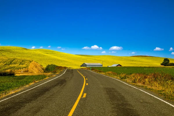 Landelijke Snelweg Loopt Door Landbouwvelden Gevuld Met Gele Canola Gewas — Stockfoto